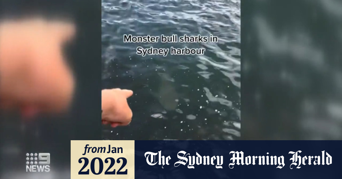 Video: Sydney Harbour full of bull sharks